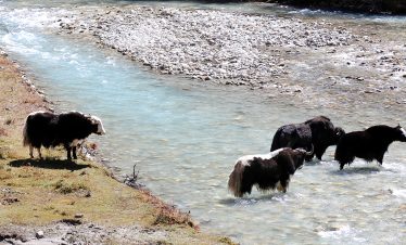 Bhutan Flora and Fauna Expedition
