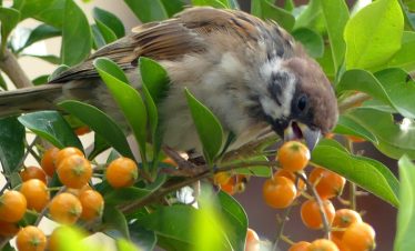 Bhutan Birding Tour: A Journey Through Nature and Culture