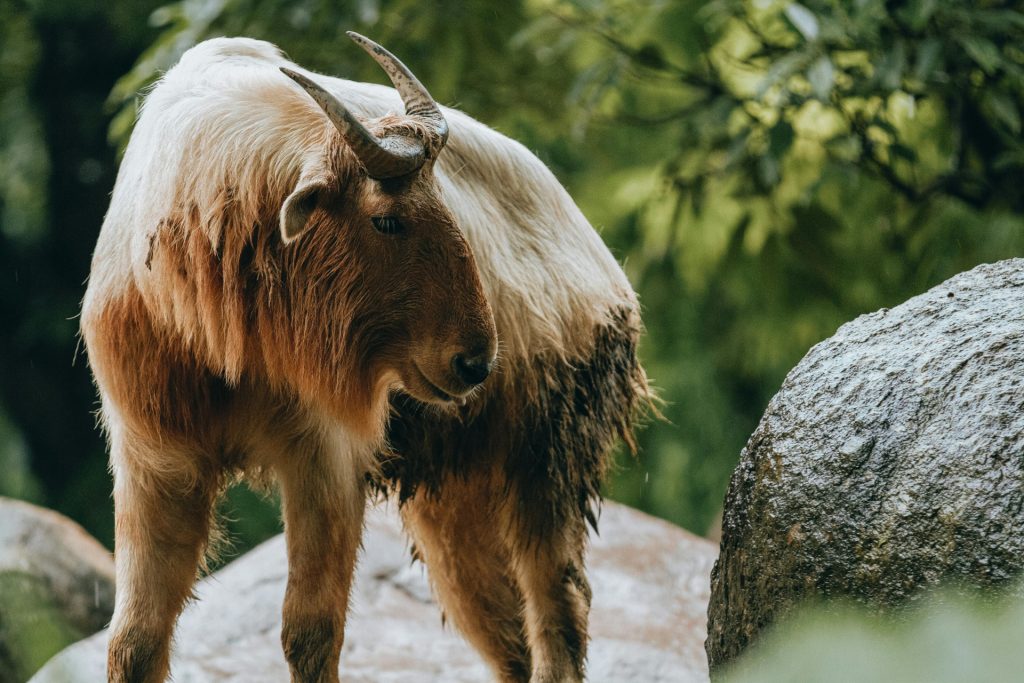 Takin national animal bhutan
