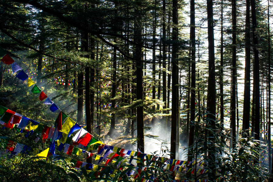 Article forest