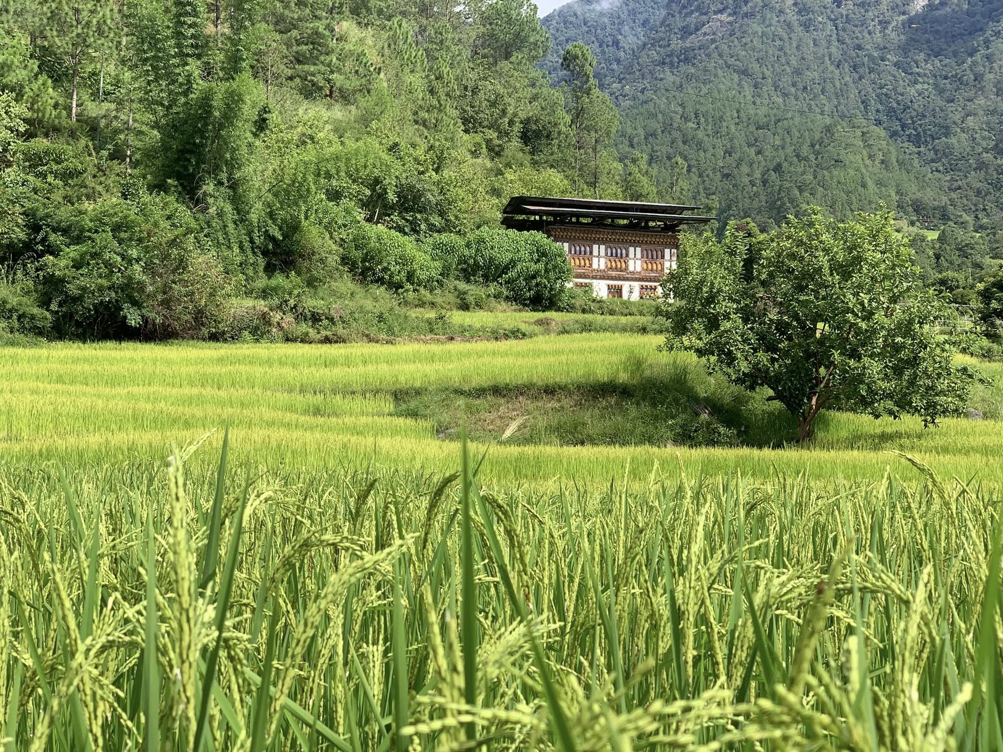 Post rice fields Bhutan