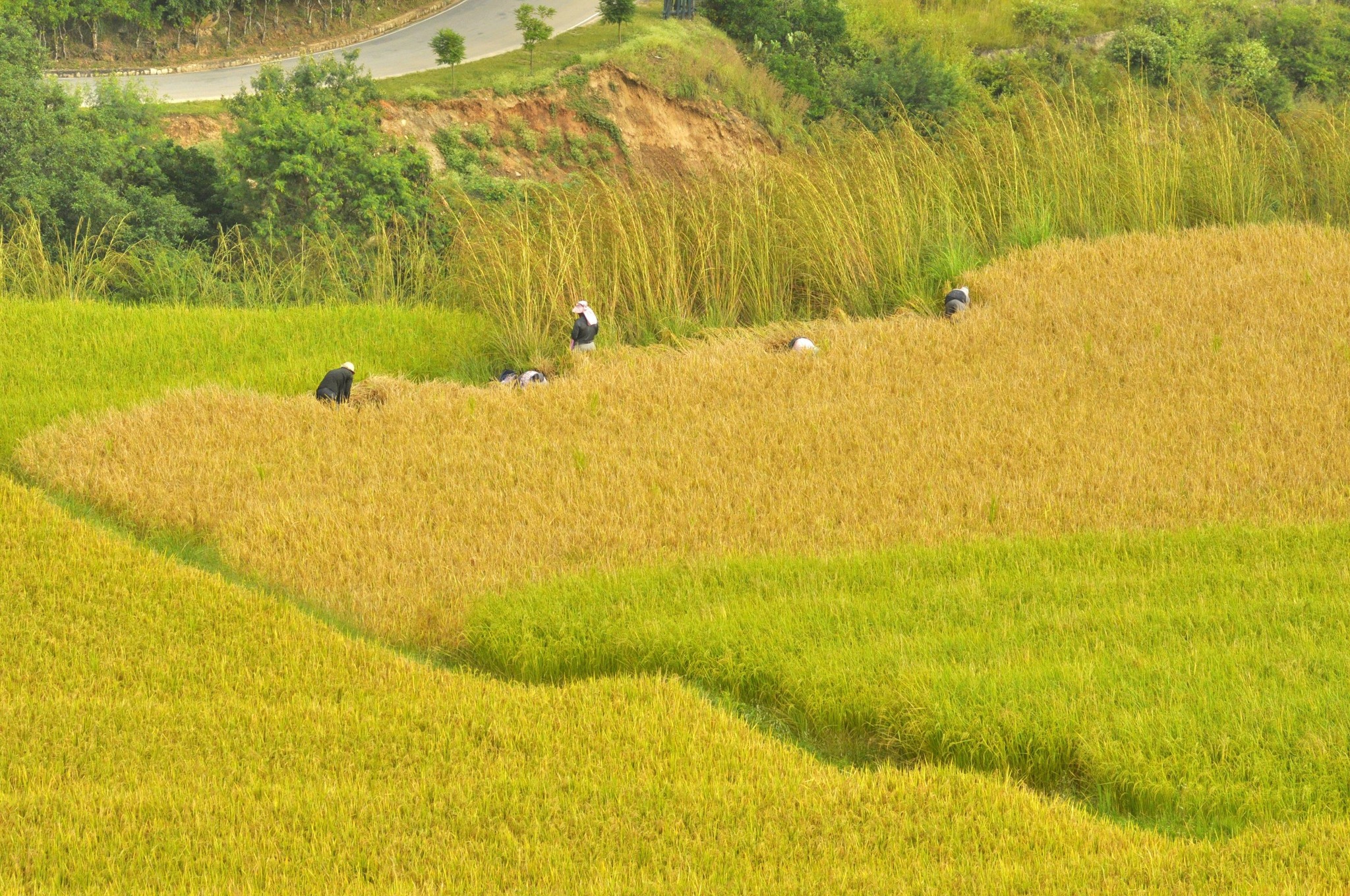 Post workers rice fields bhutan