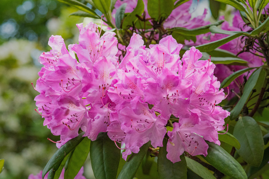 Post pink rhododendron