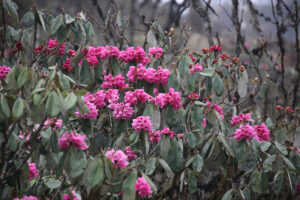 rhododendron bhutan