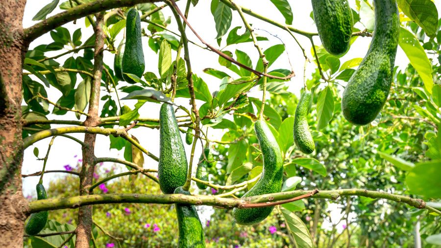 avocados Post avocados