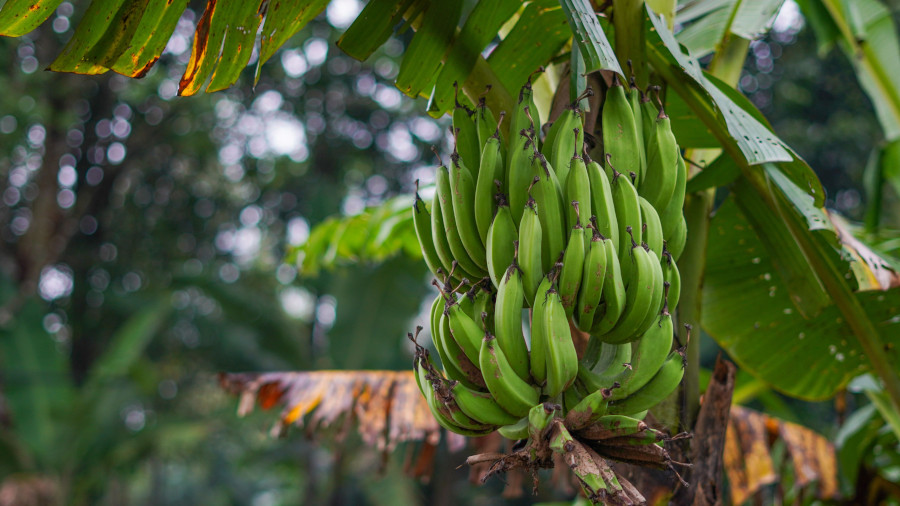 bananas Post bananas