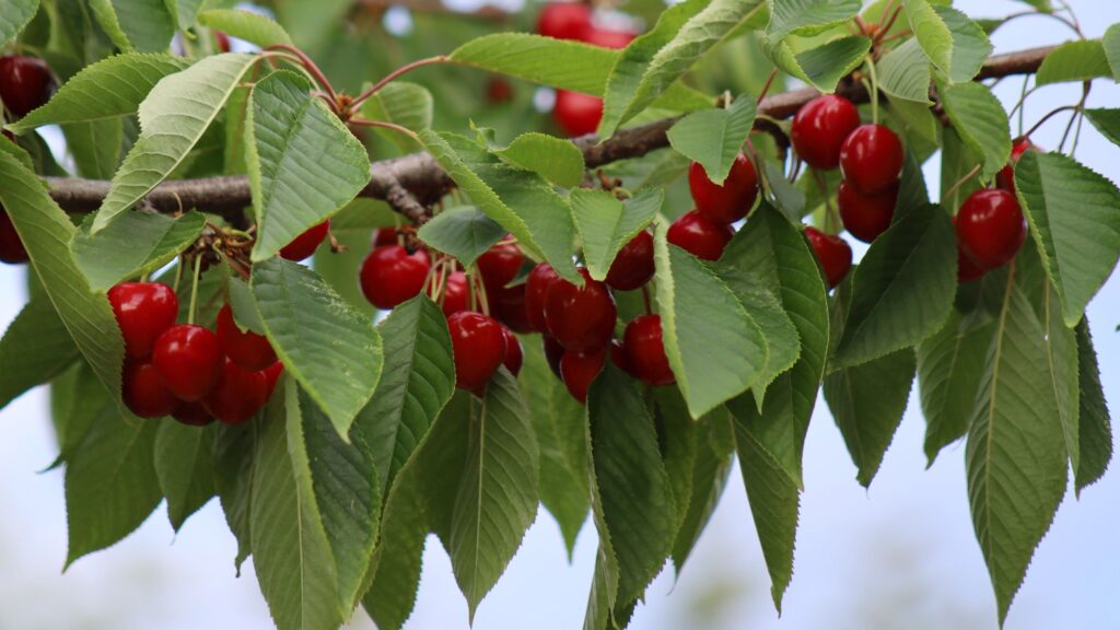 cherries Post cherries