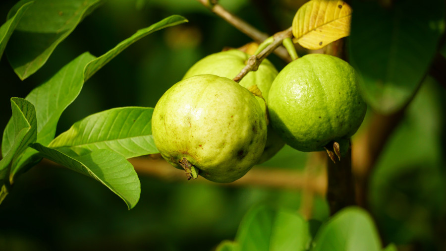 guavas Post guavas