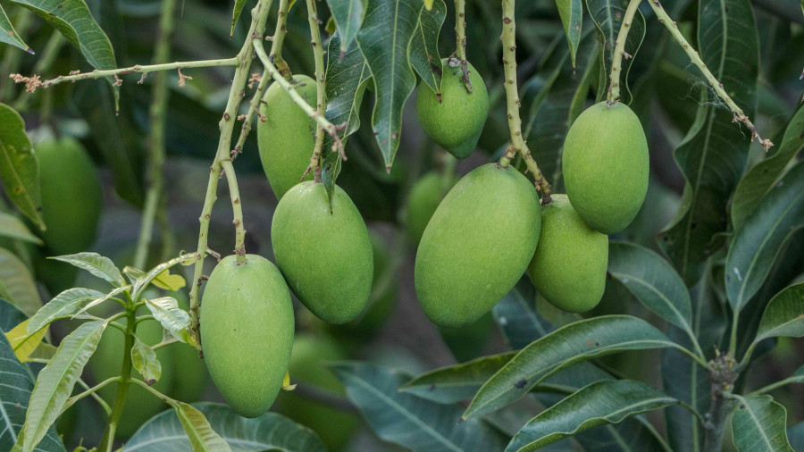 mangos Post mangos