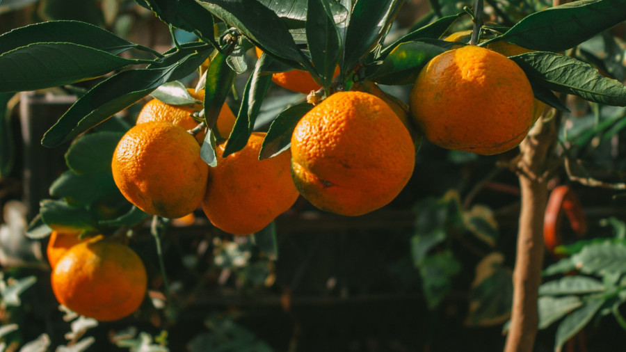 oranges Post oranges