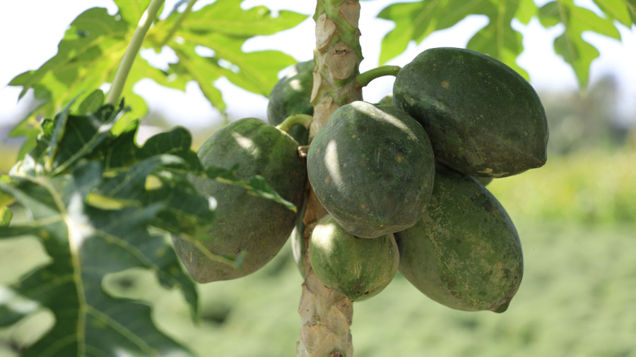 papayas Post papayas