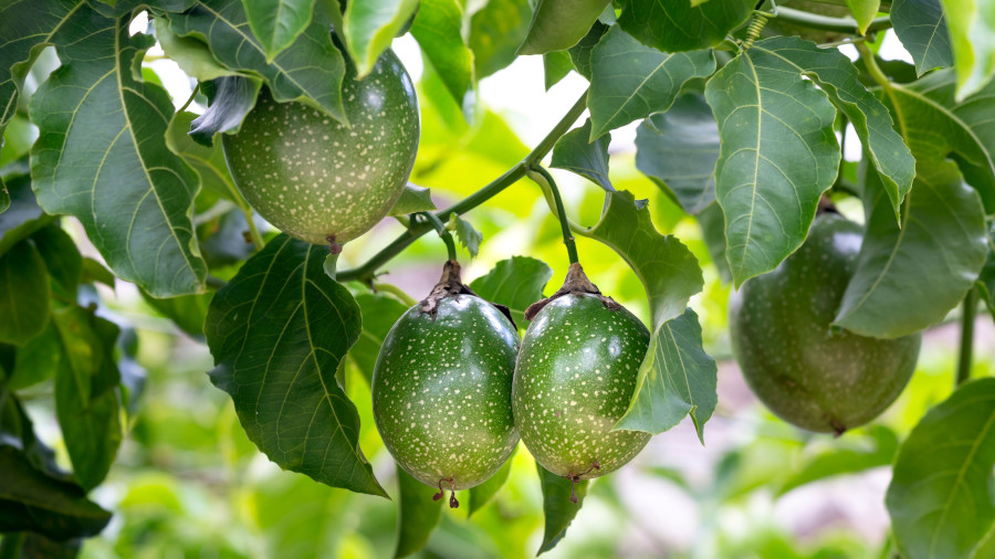 passion fruits Post passion fruits