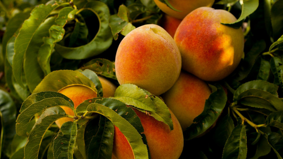 peaches Post peaches