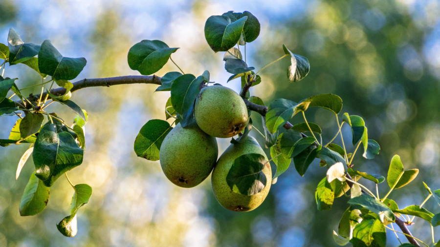 pears Post pears