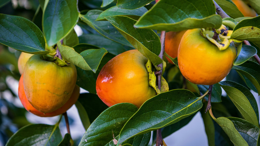 persimmons Post persimmons