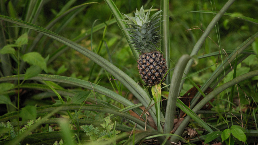 pineapple Post pineapple