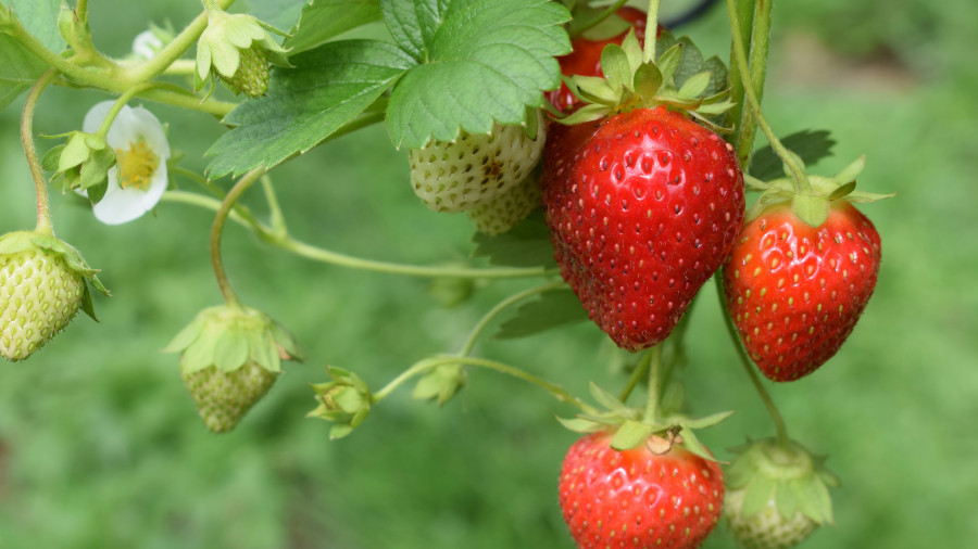 strawberries Post strawberries