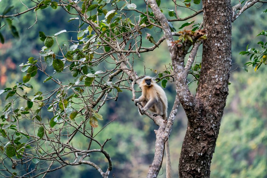 Discover Bhutan from East to West - featured